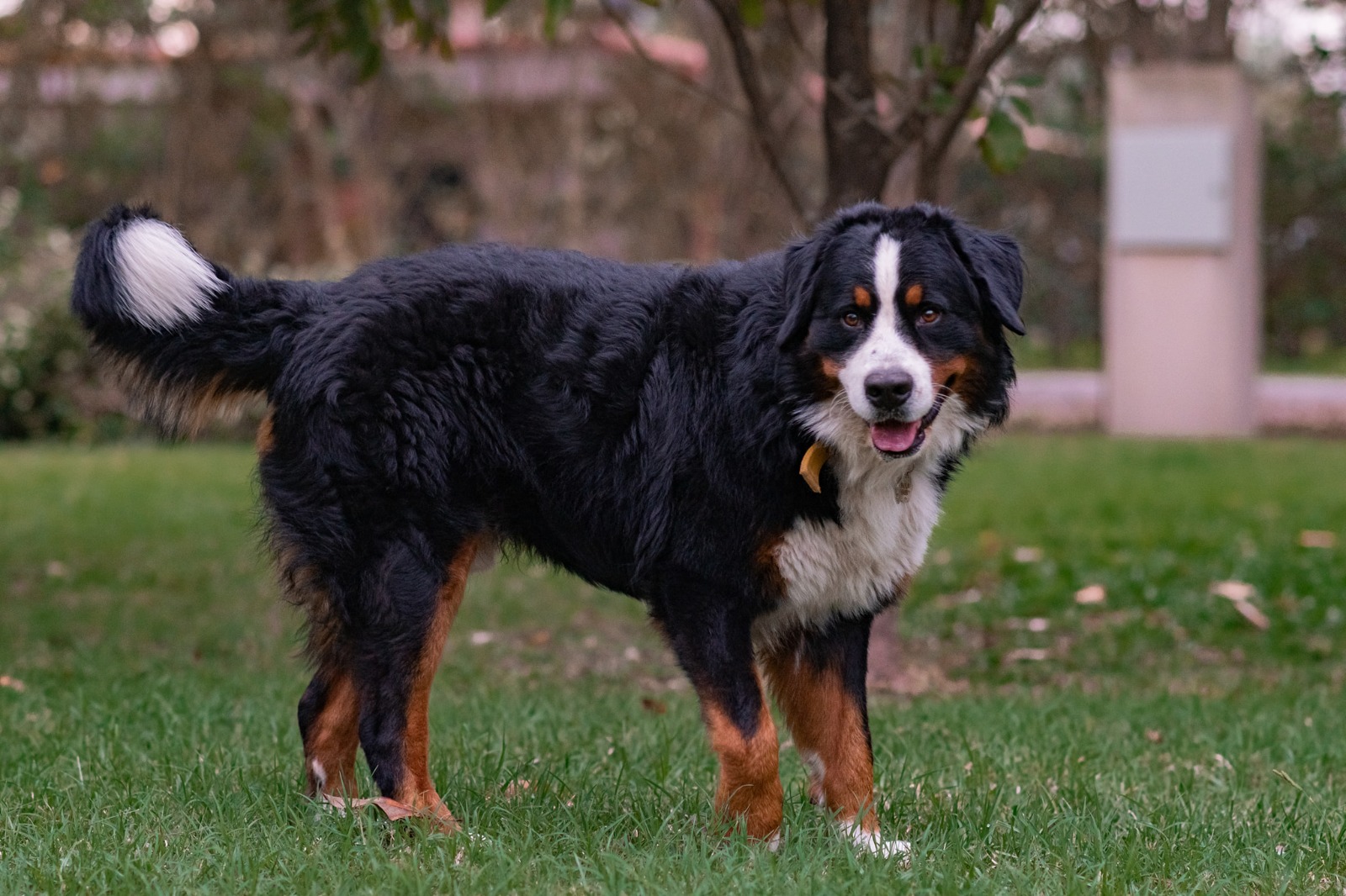 La historia de Berni, el boyero que vive en Funes y lucha contra un diagnóstico terminal de cáncer